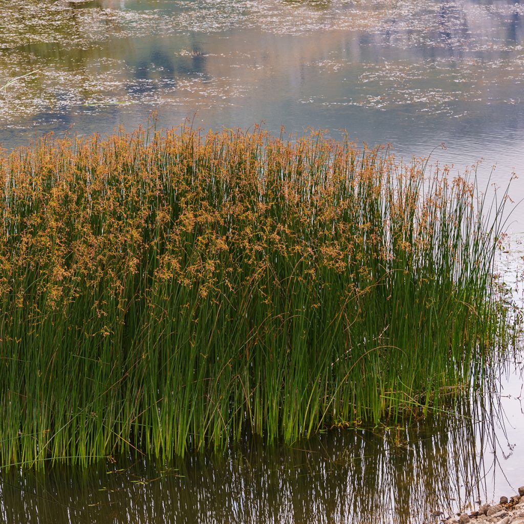 Juncus inflexus