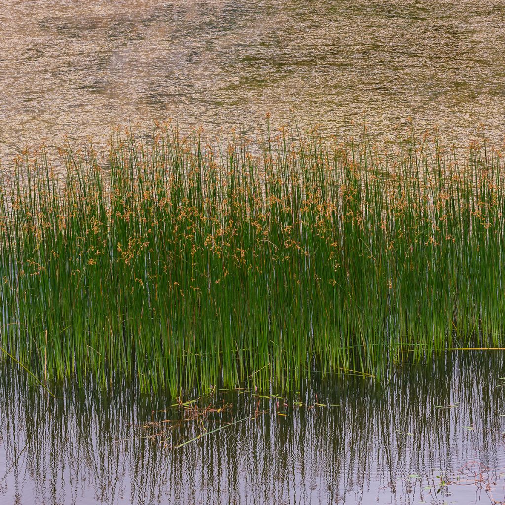 Juncus inflexus