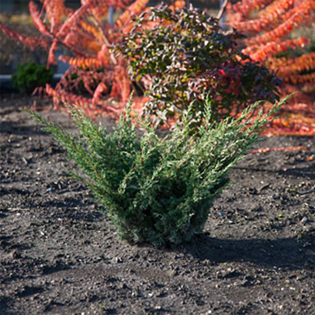 Juniperus chinensis (x) sabina Blaauw