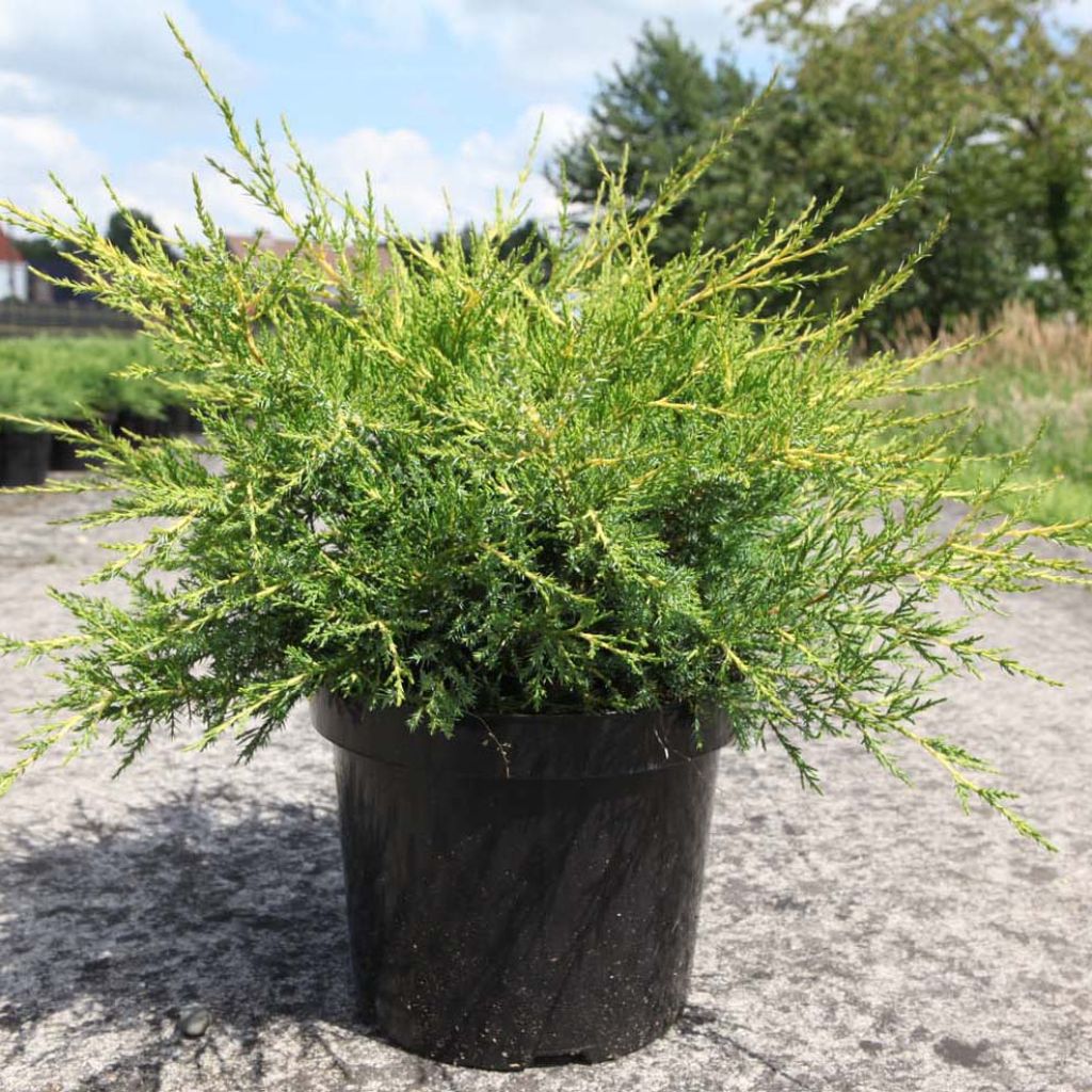 Juniperus chinensis Kuriwao Gold - Genévrier hybride 