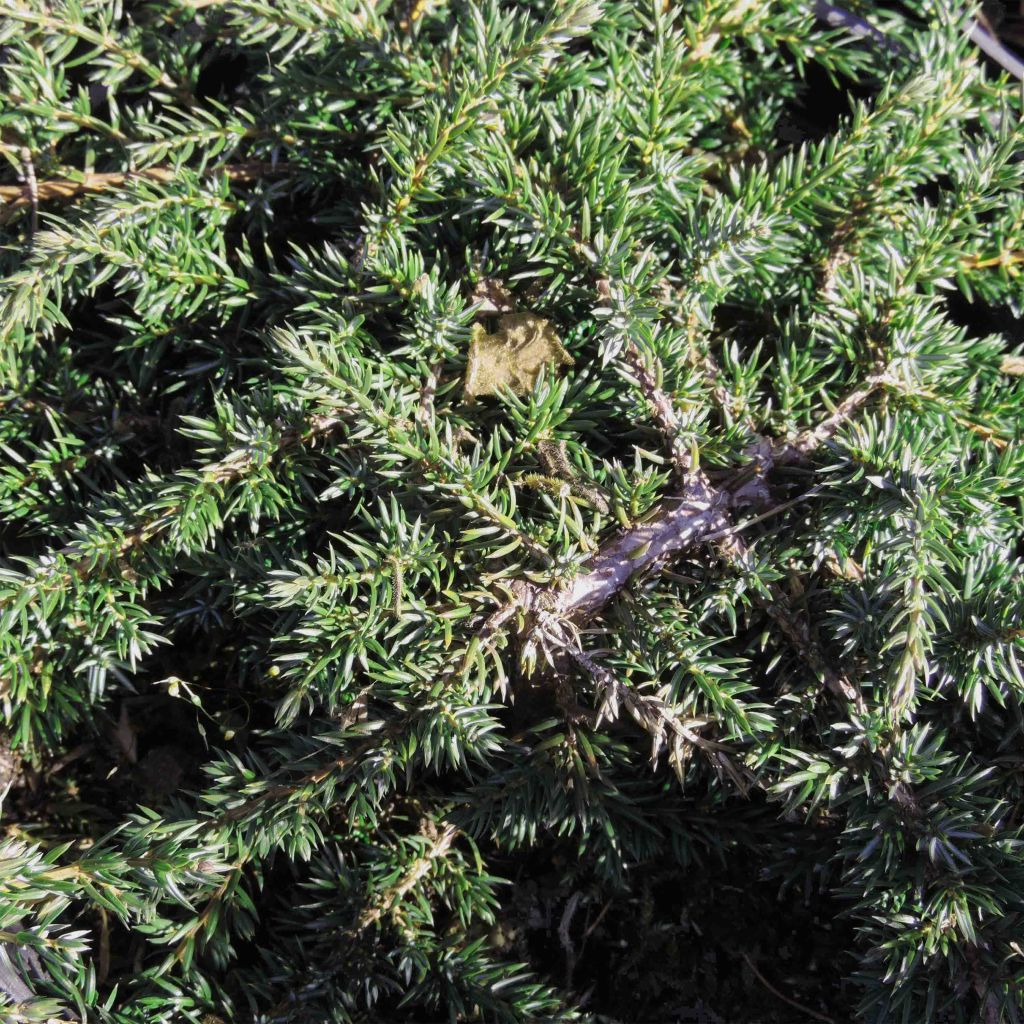 Common Juniper - Juniperus communis Green Carpet