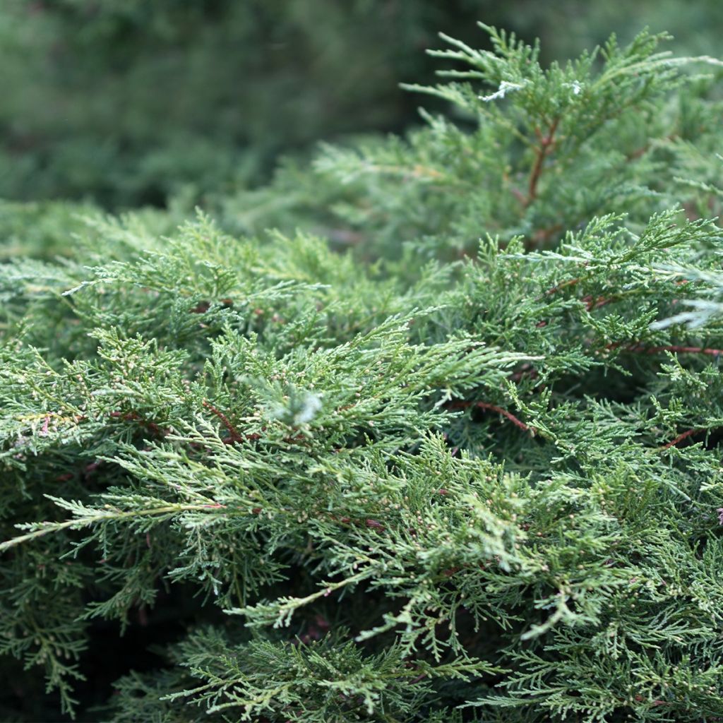 Juniperus horizontalis Jade River