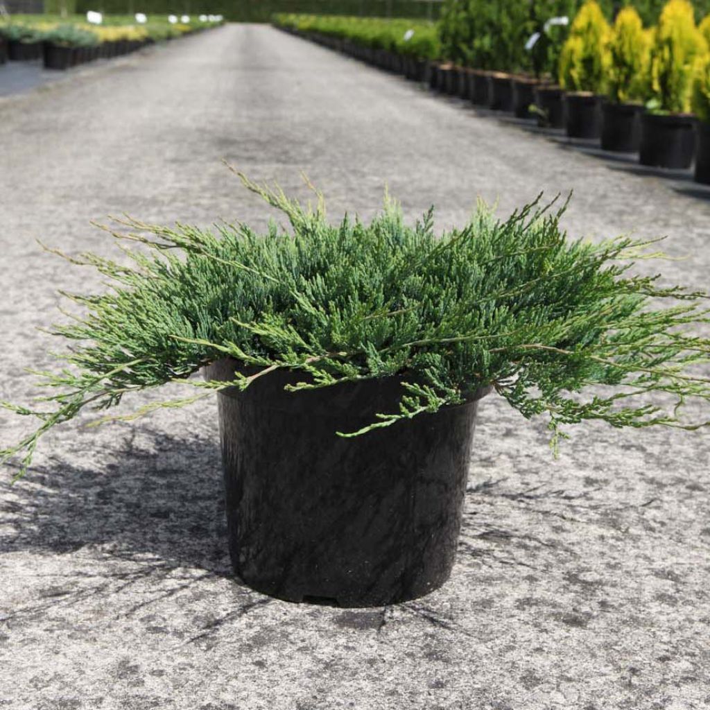 Juniperus horizontalis Prostrata
