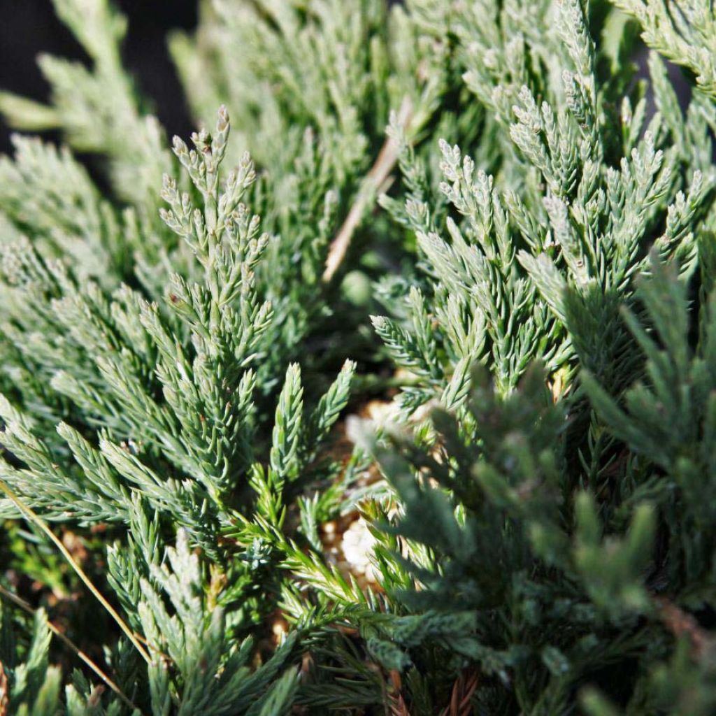 Juniperus horizontalis Prostrata