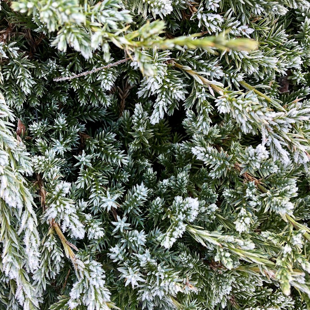 Genévrier écailleux - Juniperus squamata Holger