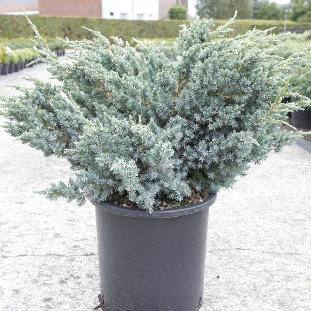 Juniperus squamata Meyeri - Genévrier écailleux.