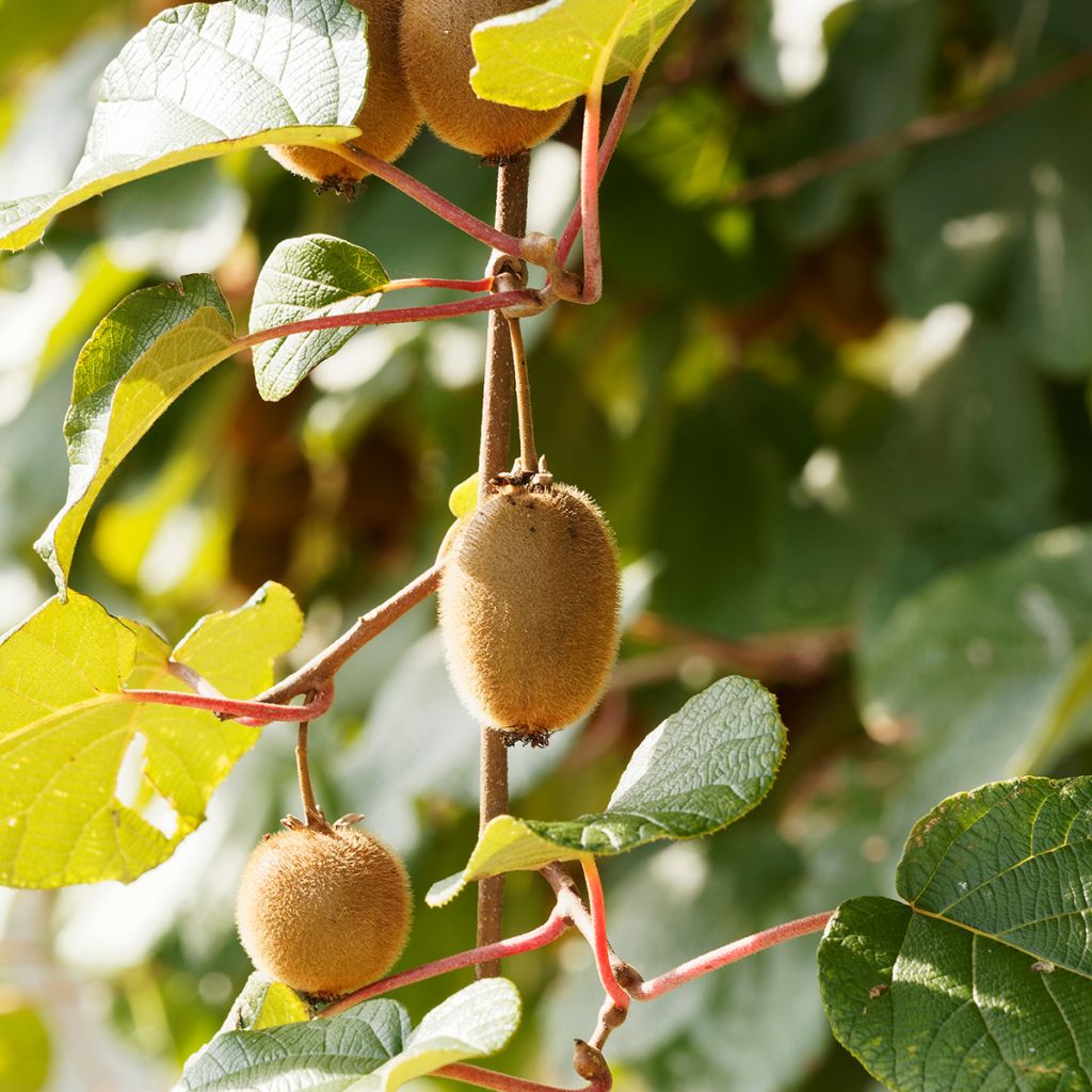 Kiwi Plant Petit Homme (male) - Actinidia deliciosa