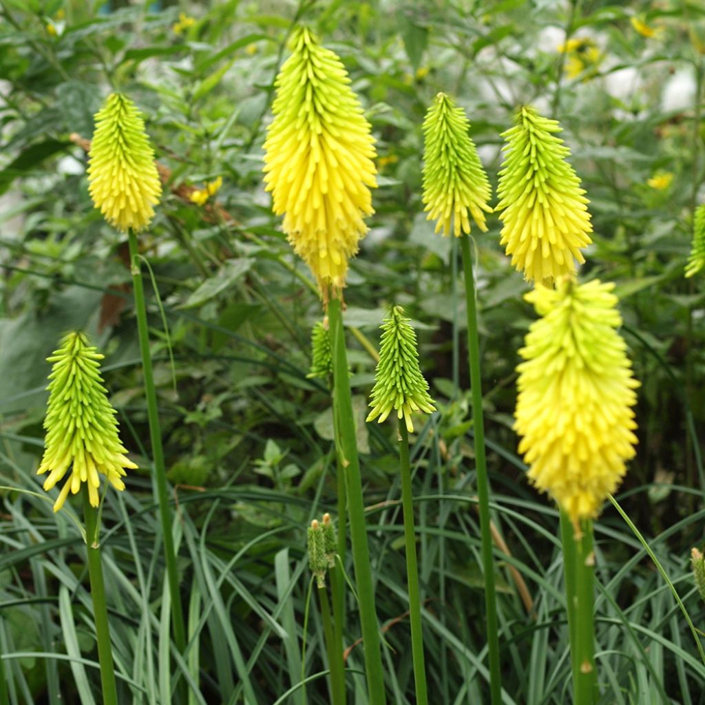 Kniphofia Bees Lemon - Tritoma