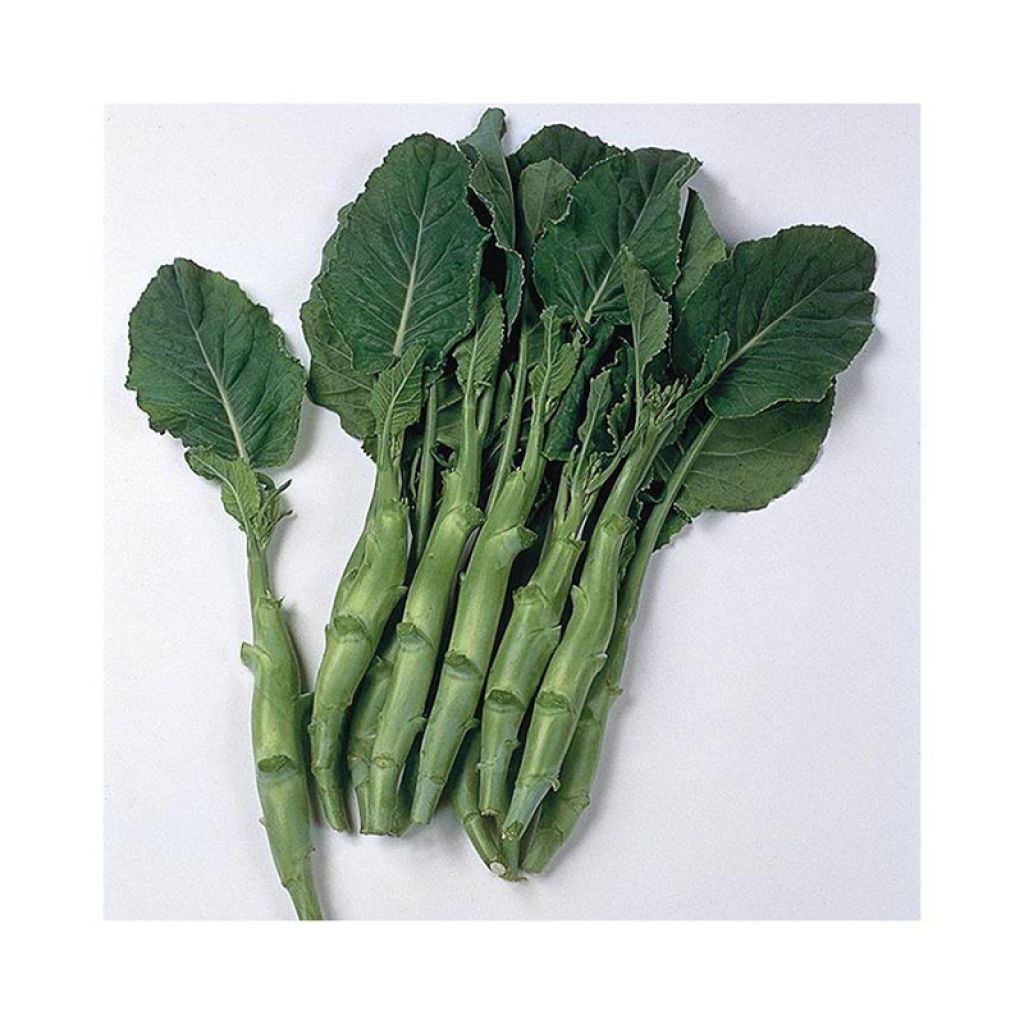 Untreated Chinese Broccoli - Ferme de Sainte Marthe seeds - Brassica alboglabra