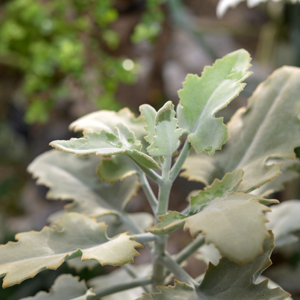 Kalanchoe beharensis Silver Shadow - Felt plant
