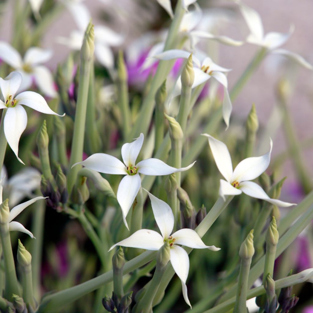 Kalanchoe marmorata - Penwiper