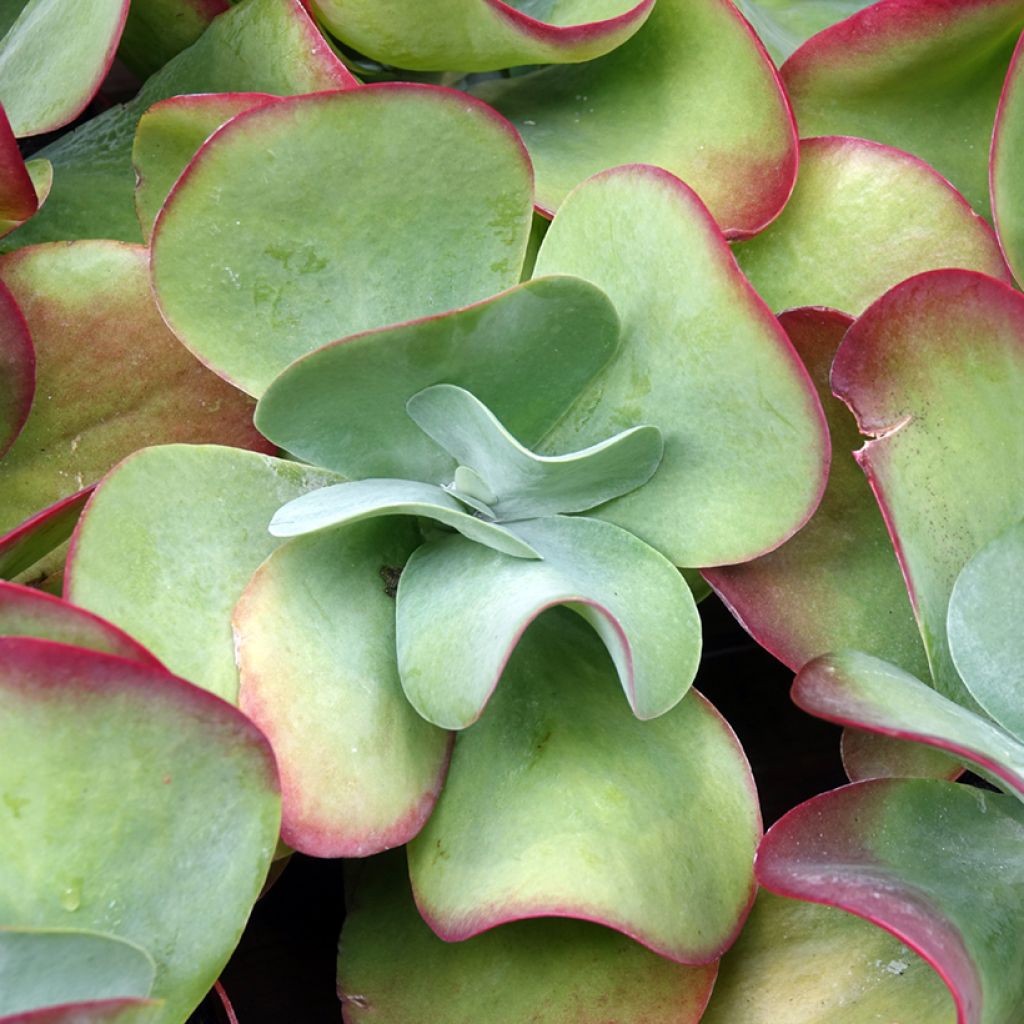 Kalanchoe thyrsiflora - Paddle plant