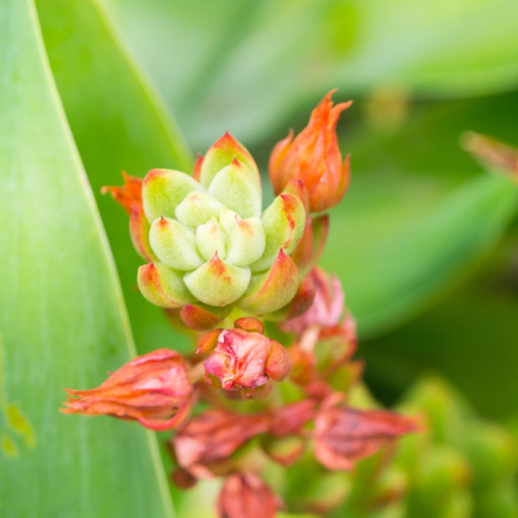 Kalanchoe thyrsiflora - Paddle plant