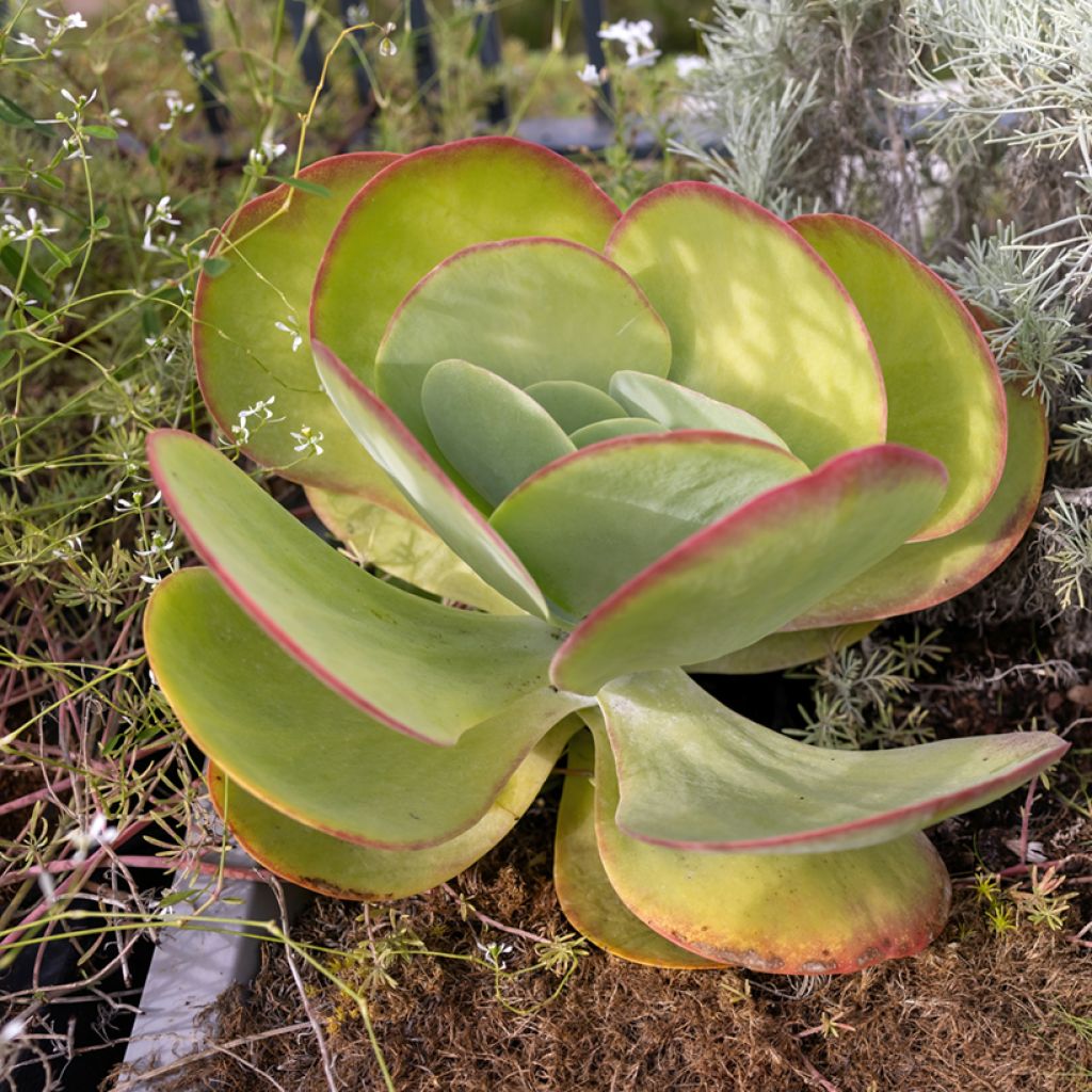 Kalanchoe thyrsiflora - Paddle plant