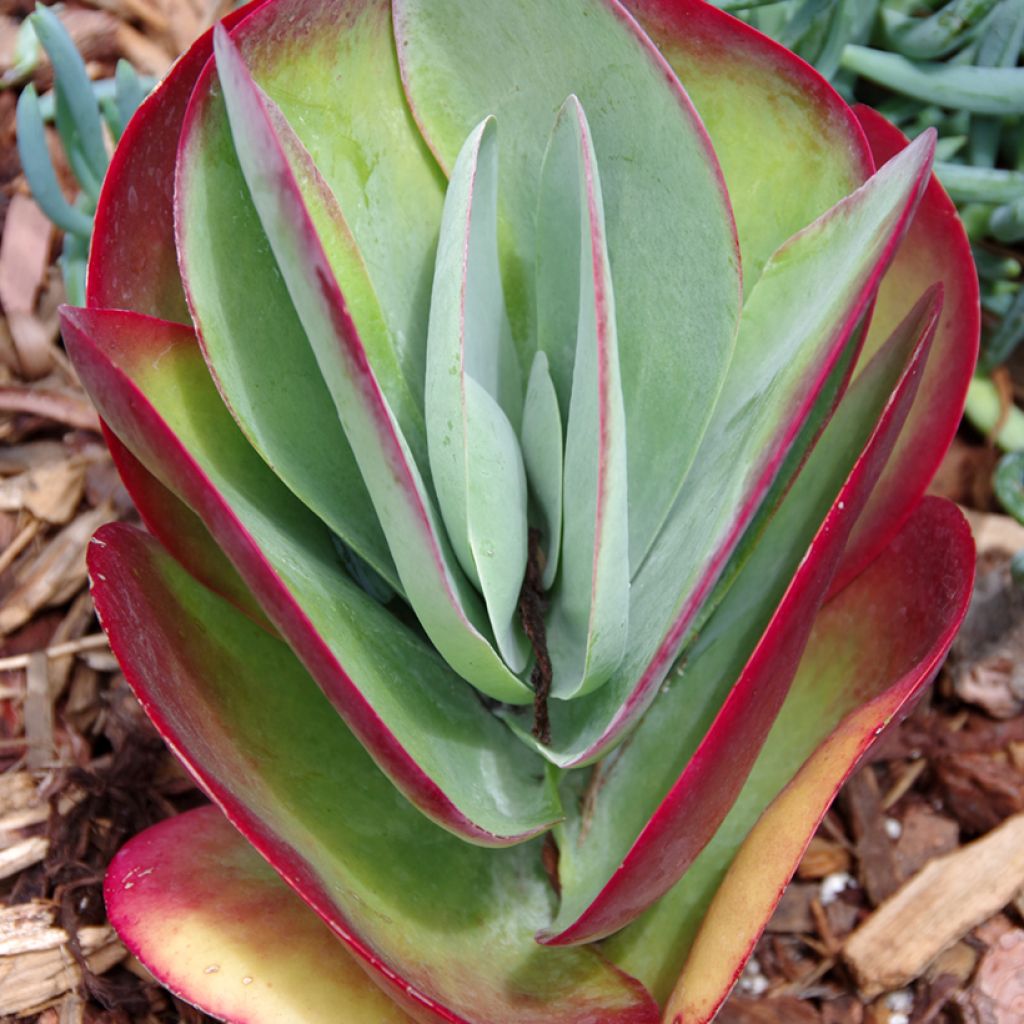 Kalanchoe thyrsiflora - Paddle plant