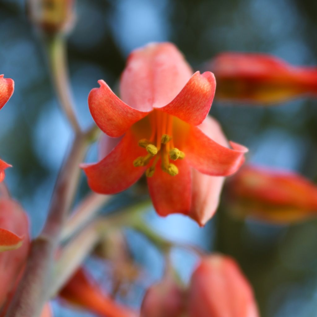 Kalanchoe thyrsiflora - Paddle plant