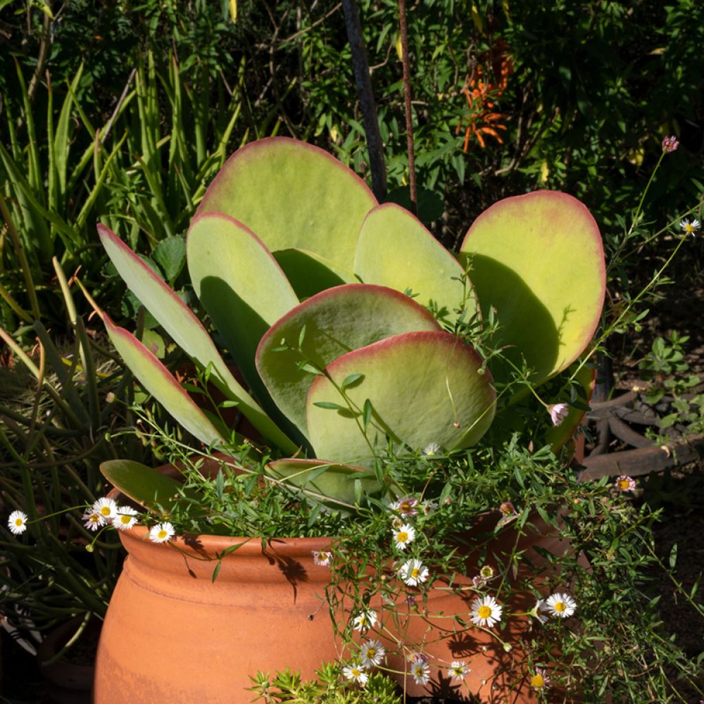 Kalanchoe thyrsiflora - Paddle plant
