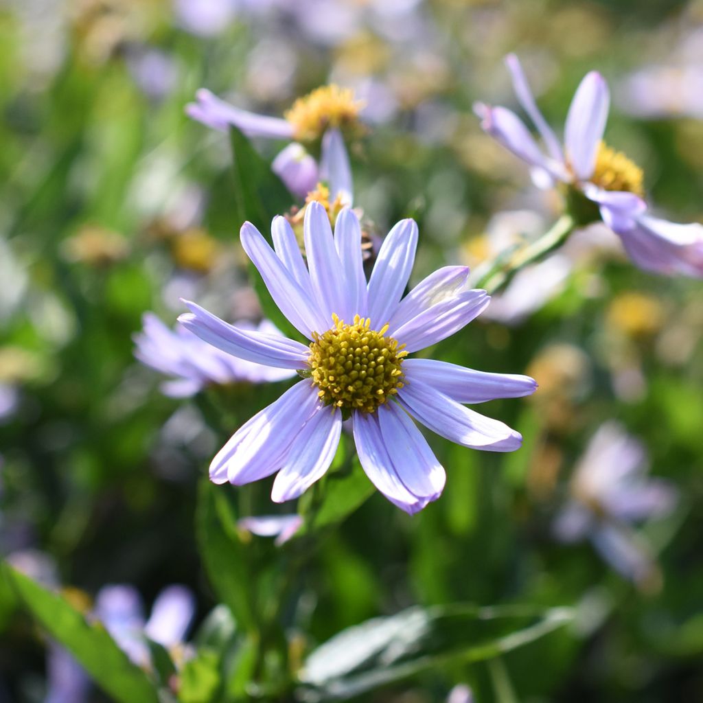 Kalimeris incisa Blue Star