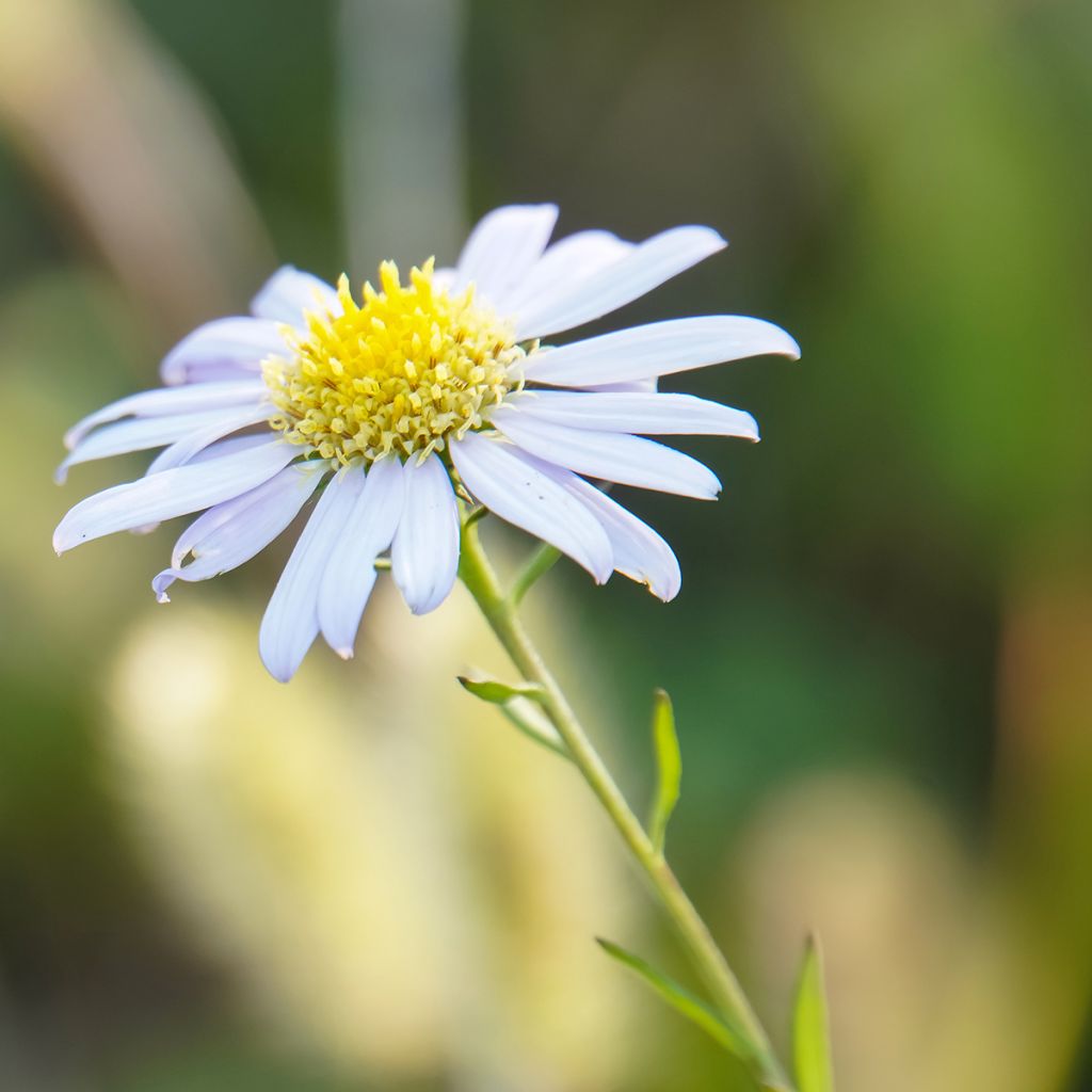 Kalimeris incisa Blue Star