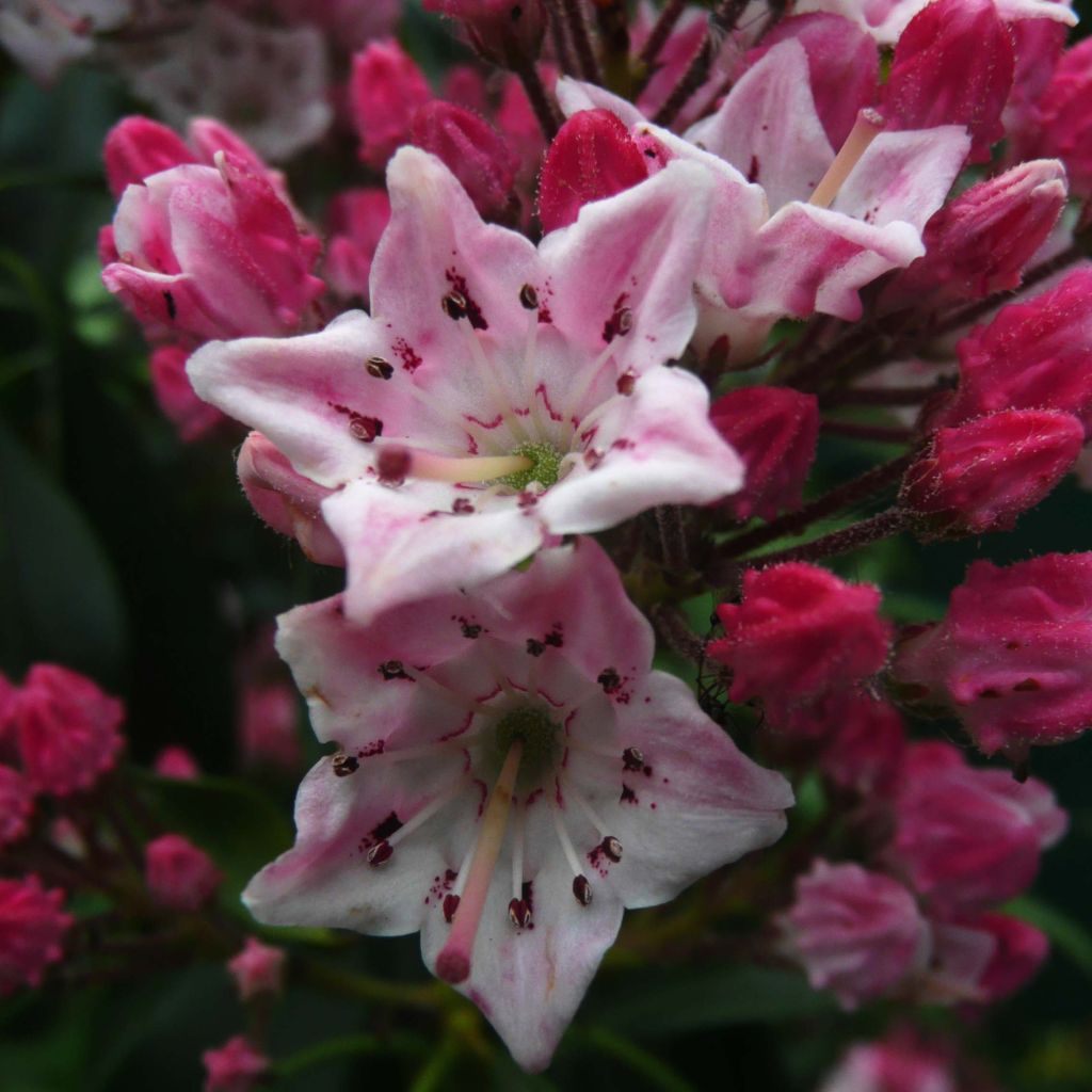 Kalmia latifolia Otsbo Red - Laurier des montagnes rouge et rose vif.