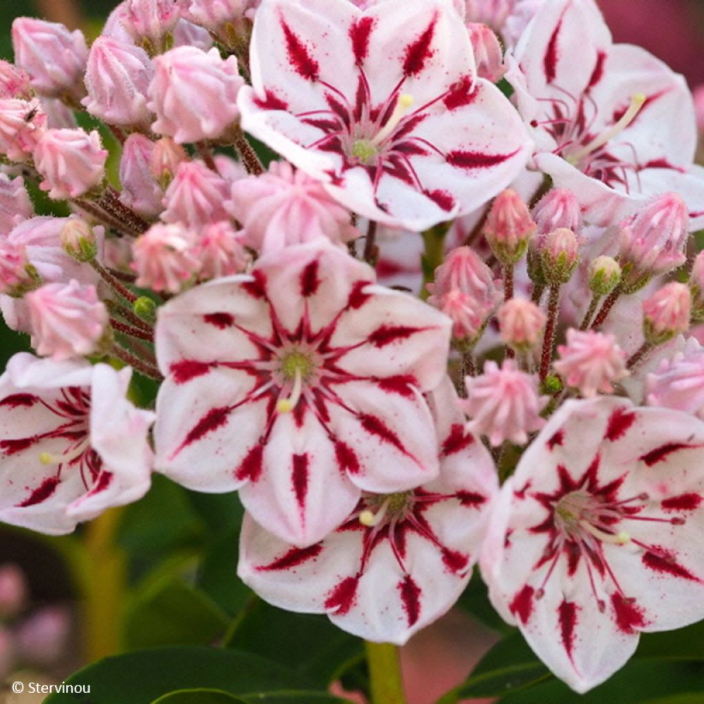 Kalmia latifolia Windmill - Mountain Laurel