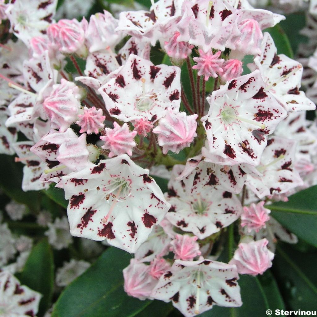 Kalmia latifolia Windrose - Laurier des montagnes blanc à spots pourpre foncé