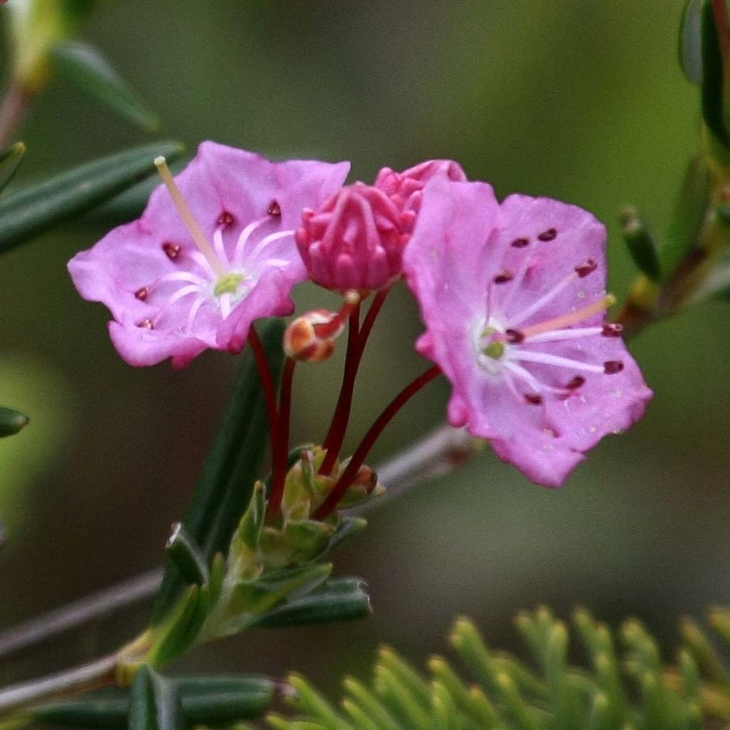 Kalmia polifolia - Kalmia à feuilles d'andromède