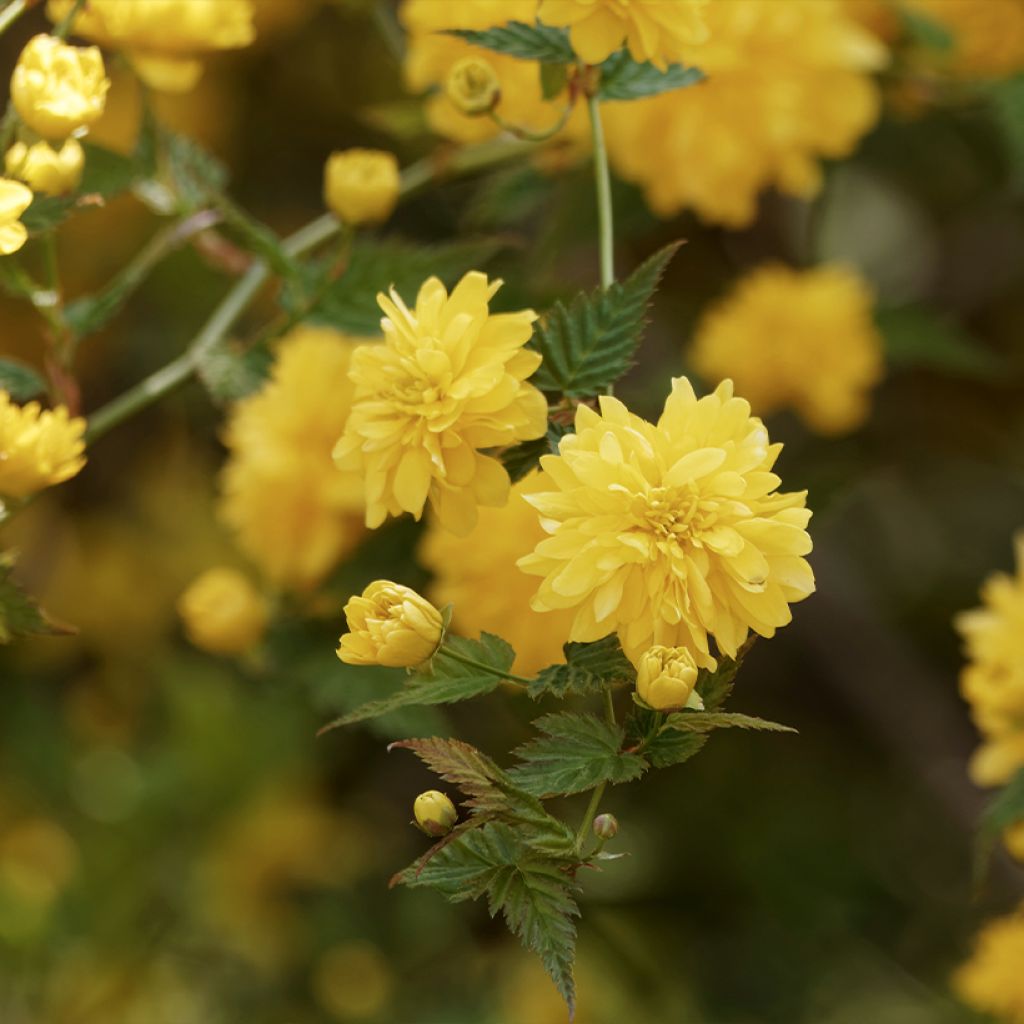 Kerria japonica Pleniflora - Japanese Rose