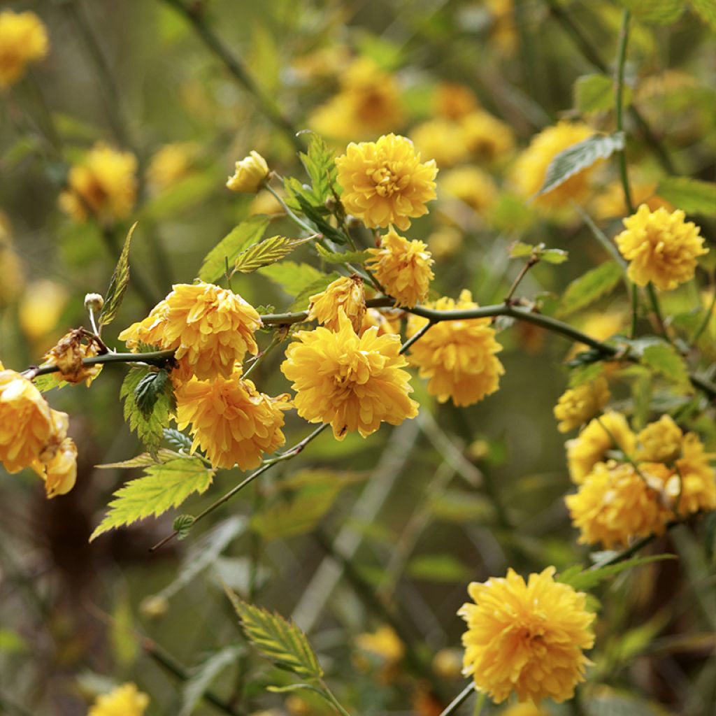 Kerria japonica Pleniflora - Japanese Rose