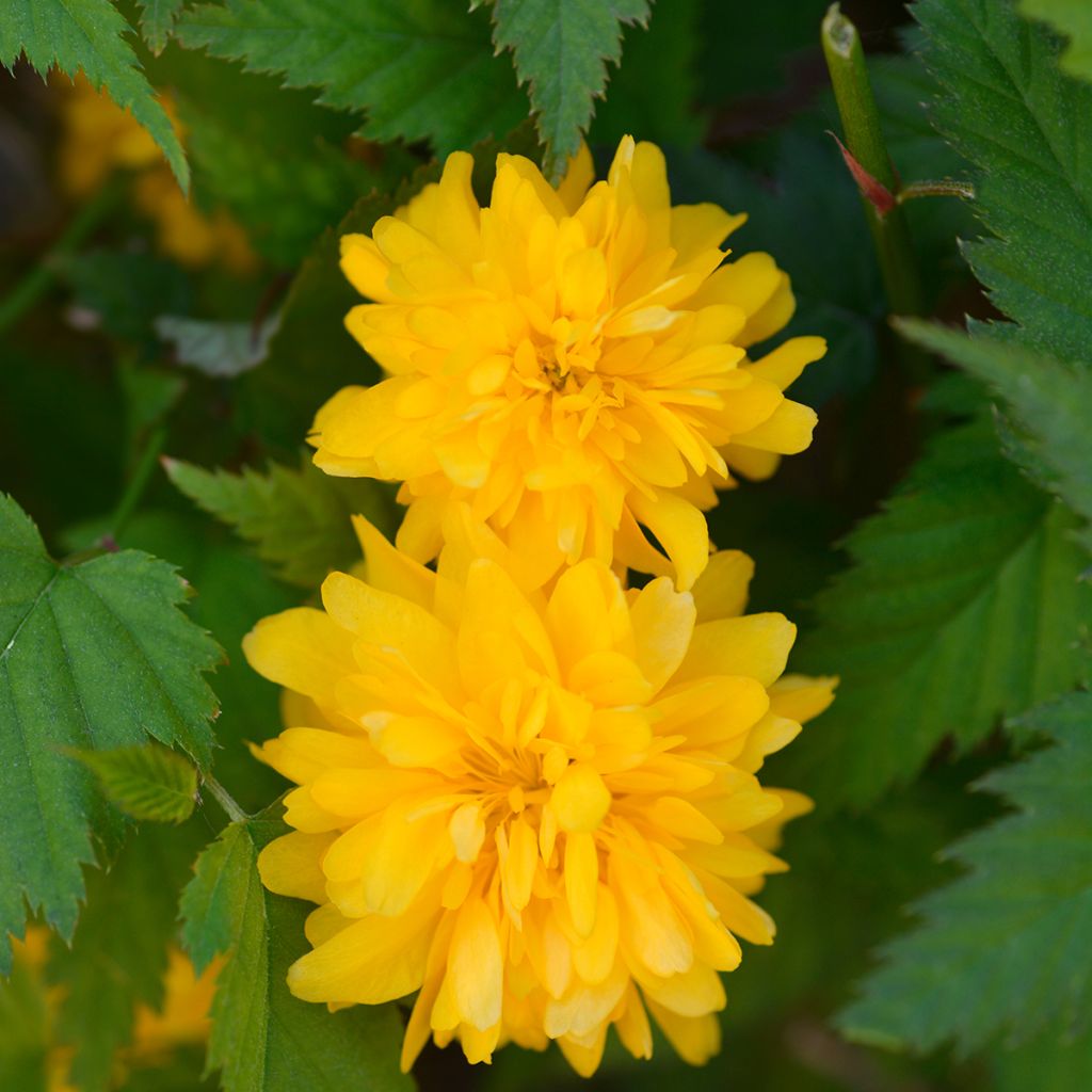 Kerria japonica Pleniflora - Japanese Rose