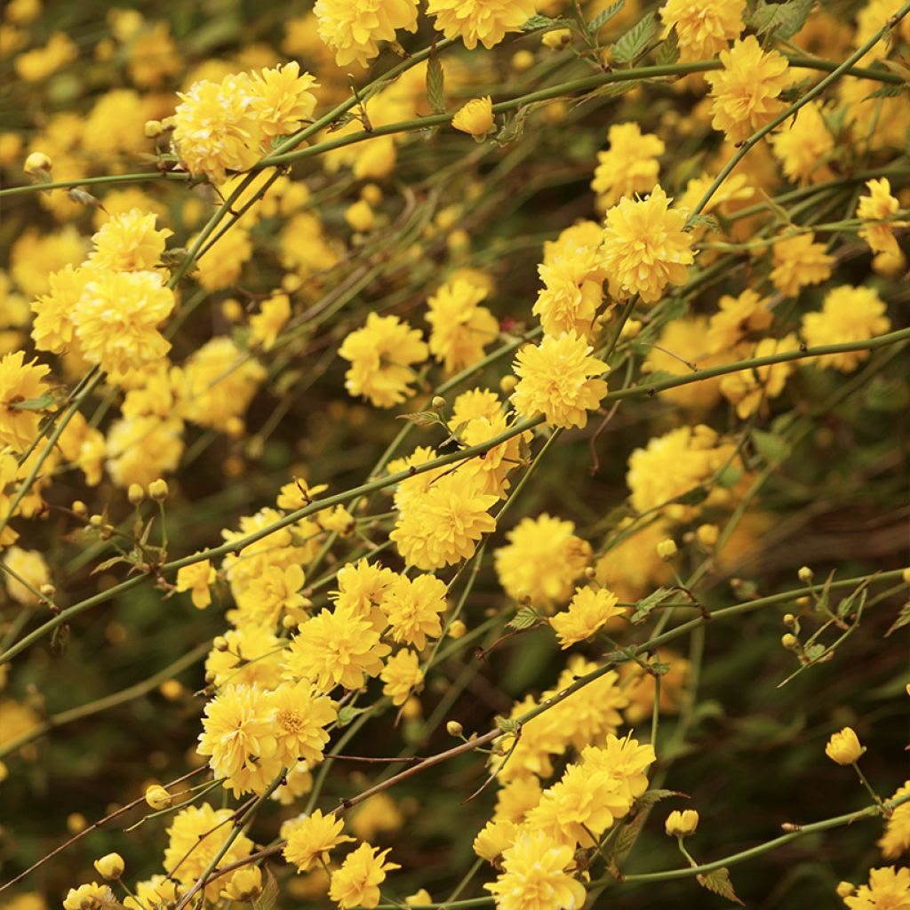 Kerria japonica Pleniflora - Japanese Rose