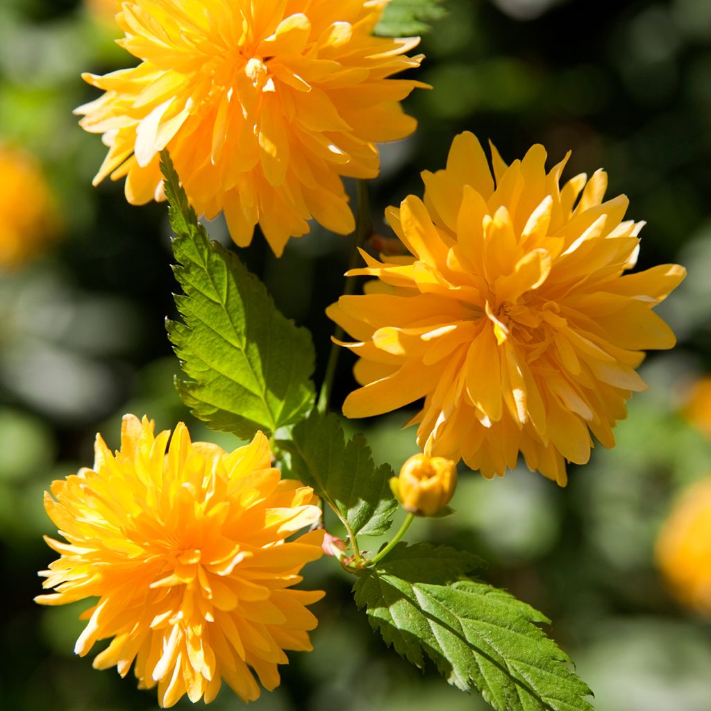 Kerria japonica Pleniflora - Japanese Rose