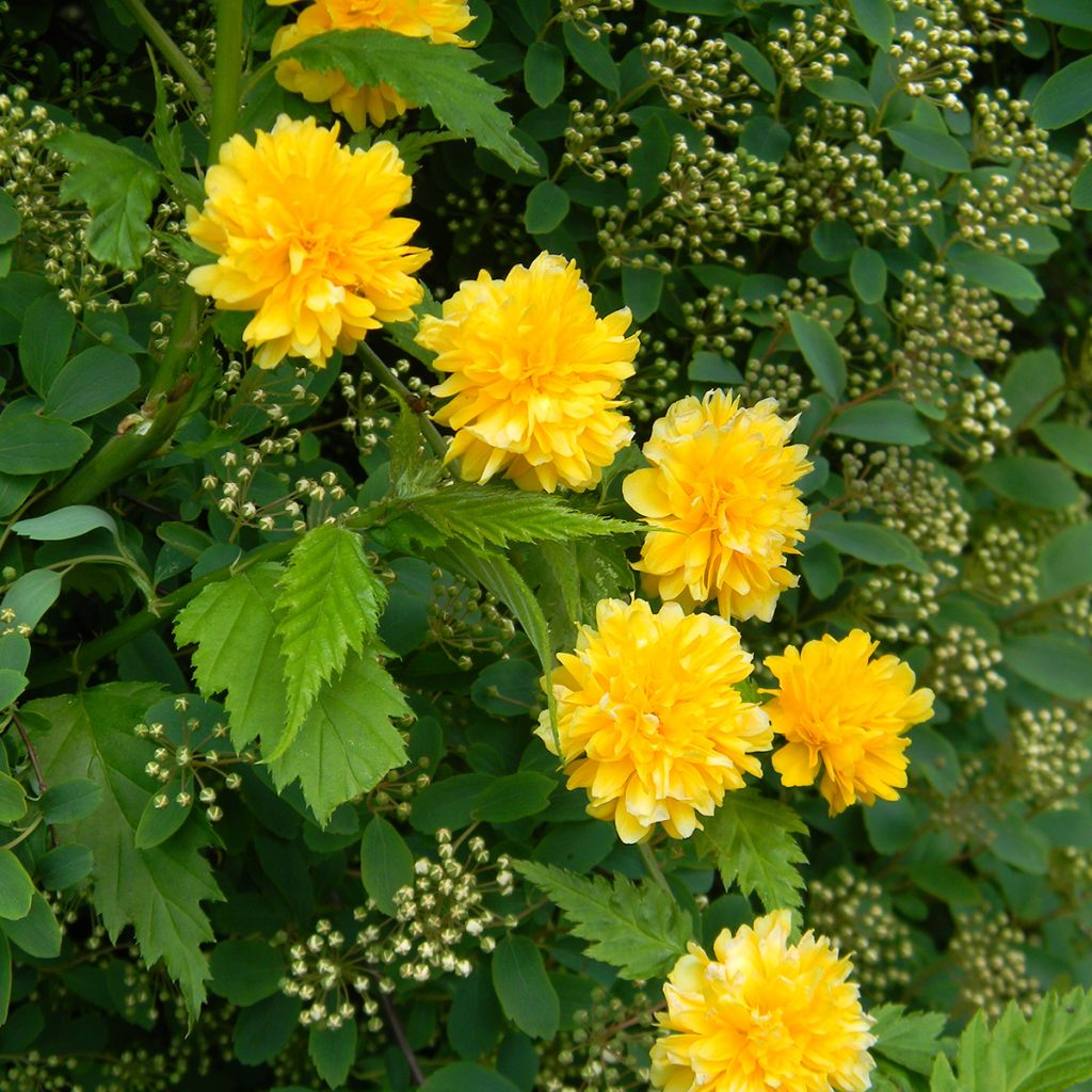 Kerria japonica Pleniflora - Japanese Rose