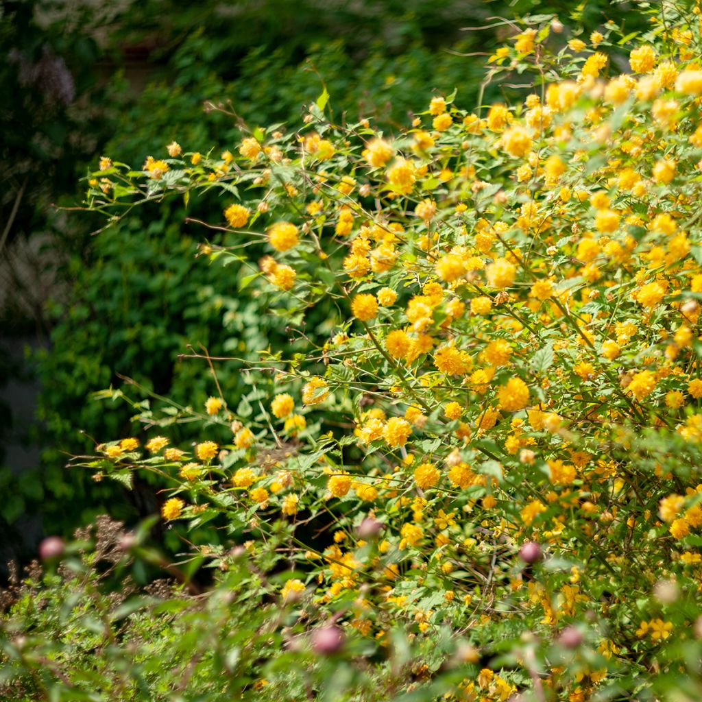 Kerria japonica Pleniflora - Japanese Rose