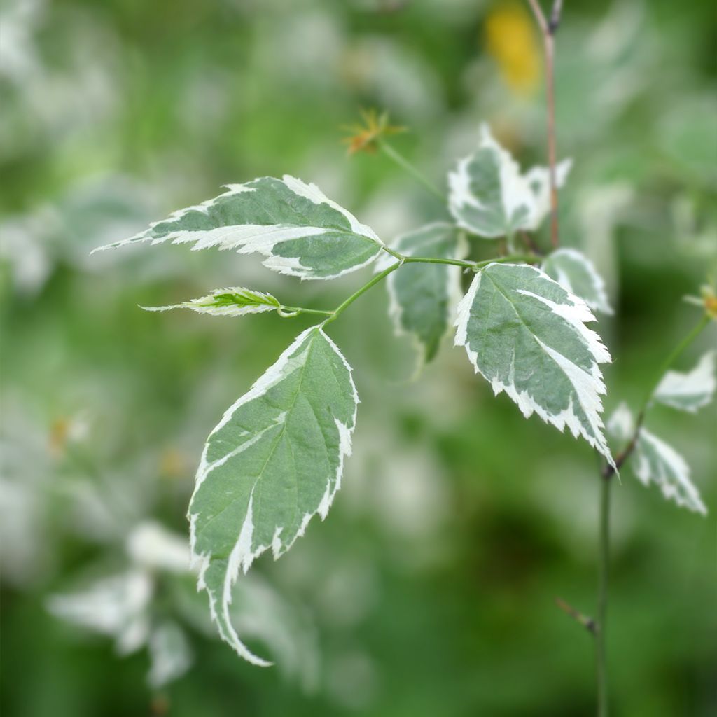 Corête du Japon panaché - Kerria Japonica Picta