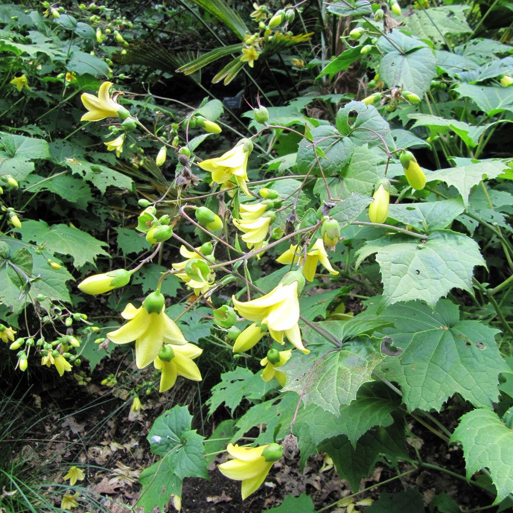 Kirengeshoma palmata