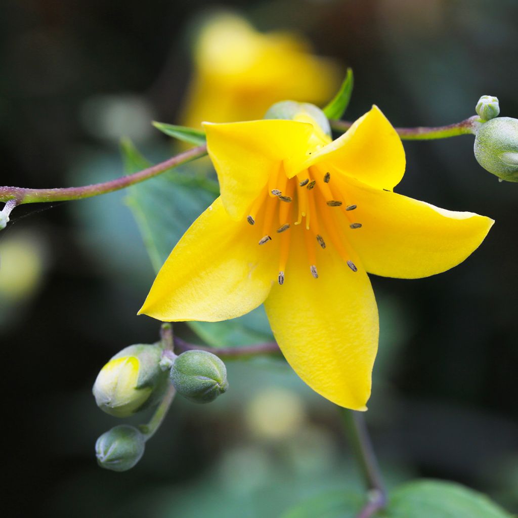 Kirengeshoma palmata