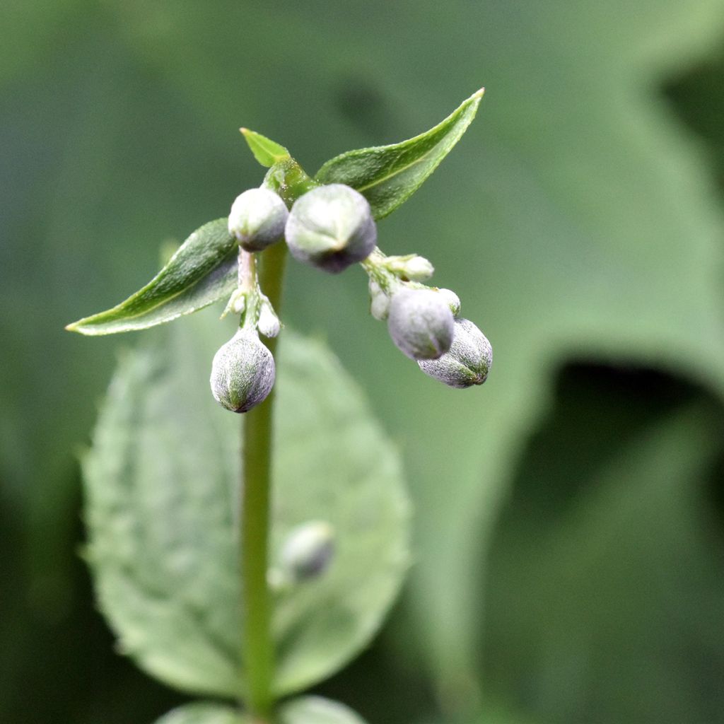 Kirengeshoma palmata