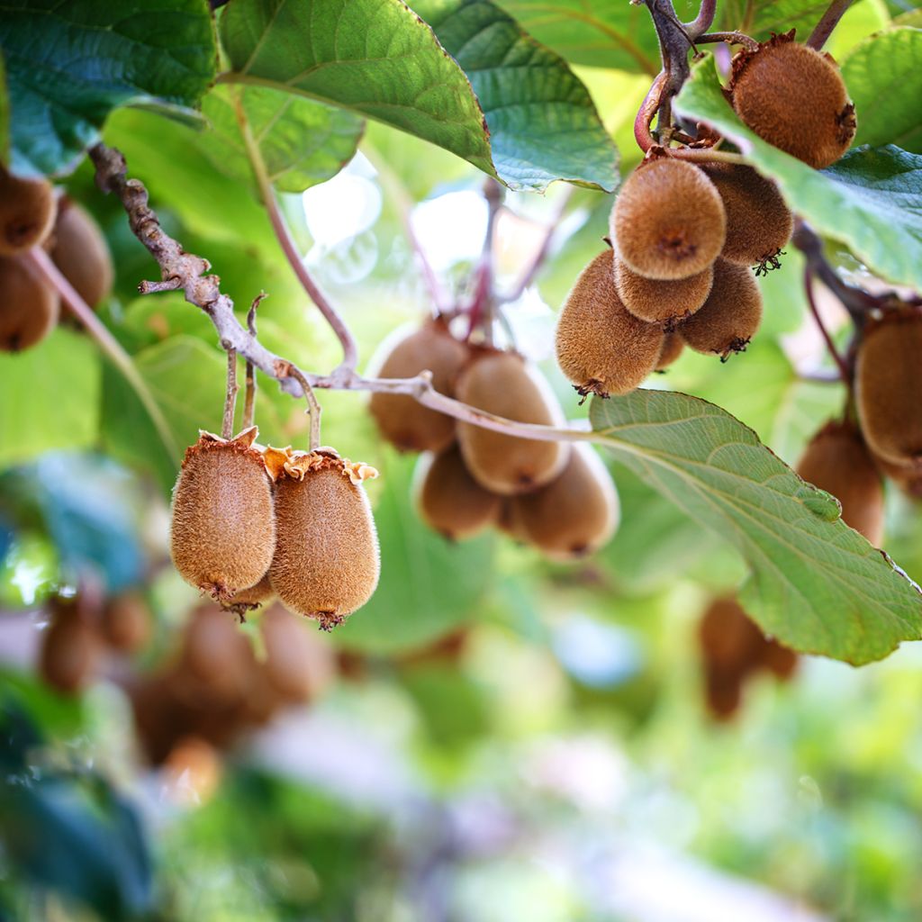 Actinidia chinensis