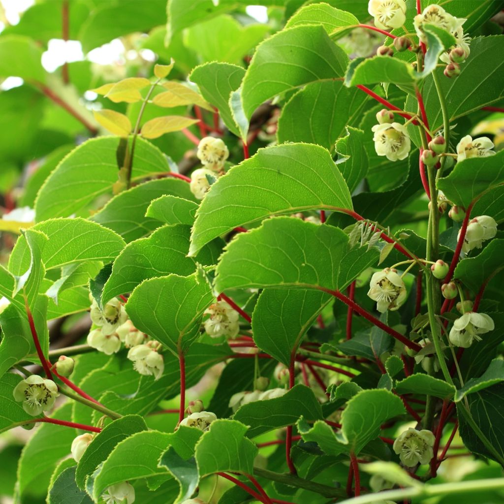 Kiwi autofertile Solo - Actinidia chinensis