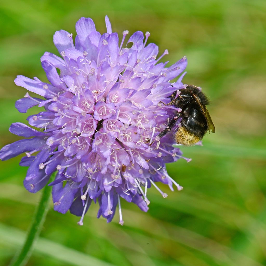 Knautia arvensis