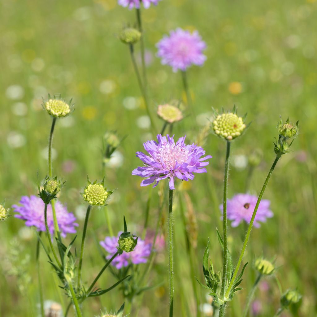 Knautia arvensis