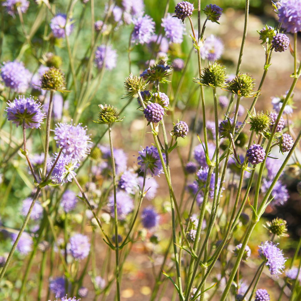 Knautia arvensis