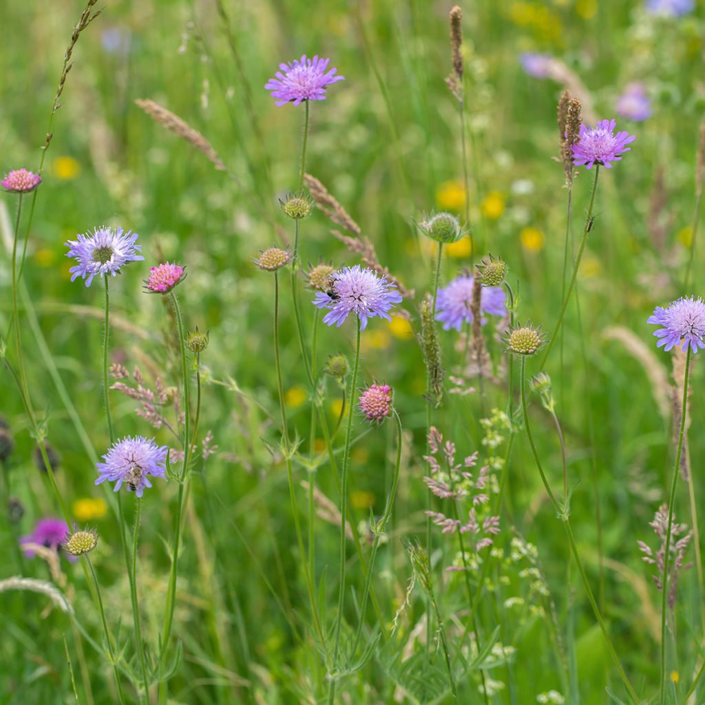 Knautia arvensis