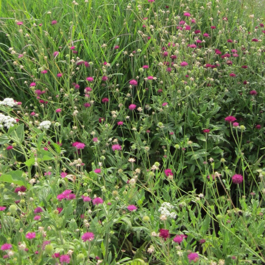 Knautia macedonica Mars Midget - Petite scabieuse de Macédoine