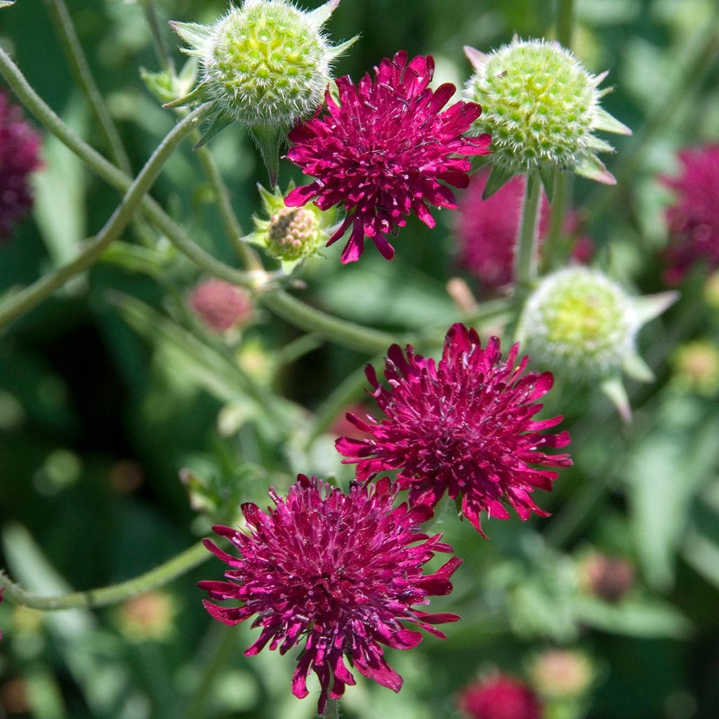 Knautia macedonica