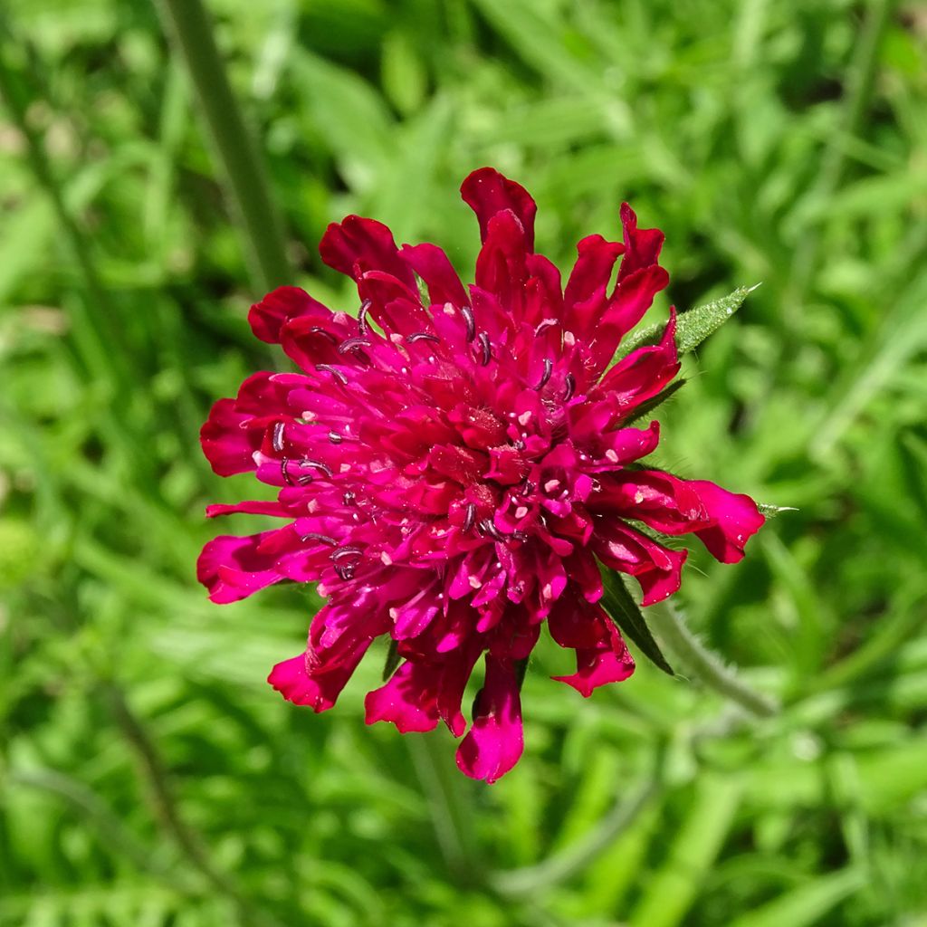 Knautia macedonica