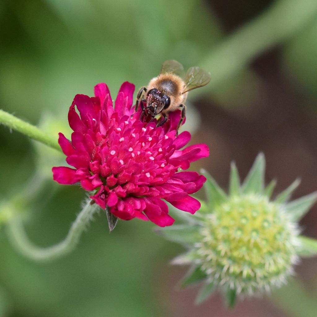 Knautia macedonica