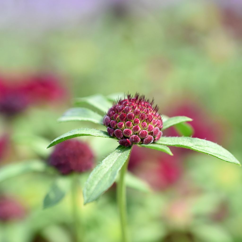 Knautia macedonica