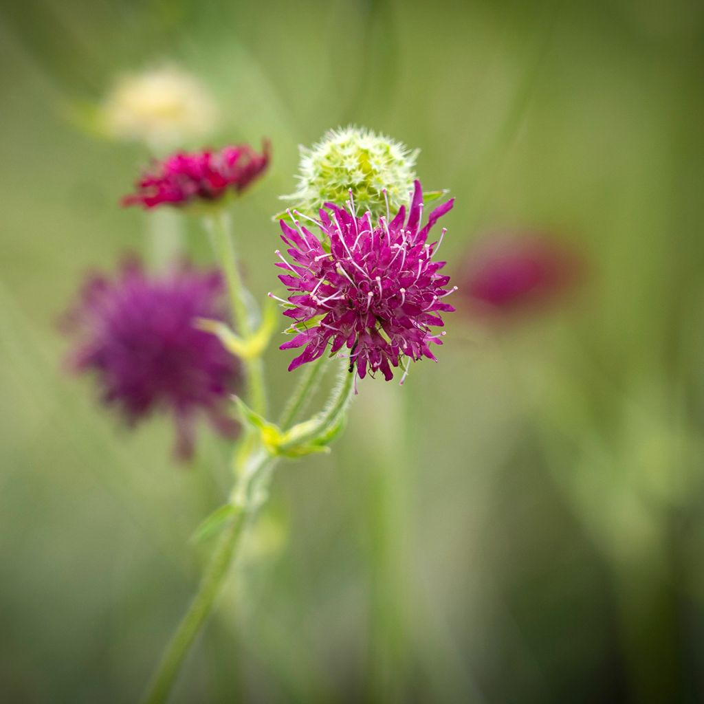 Knautia macedonica Red Knight